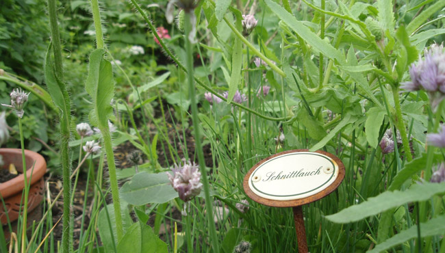 Schnittlauch im Bauerngarten